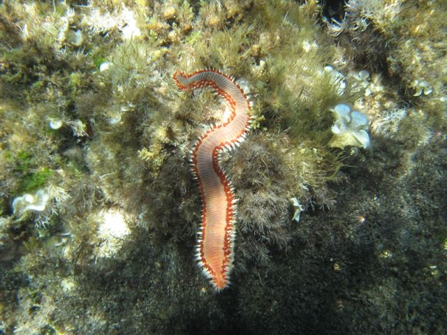 Hermodice carunculata